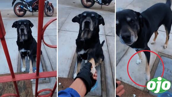 Ojo - Perrito con la pata herida busca ayuda