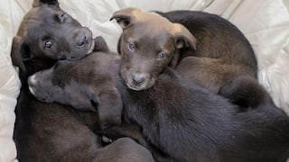 Áncash: Instalan refugio para 50 perros callejeros que tendrán comida diaria en cuarentena