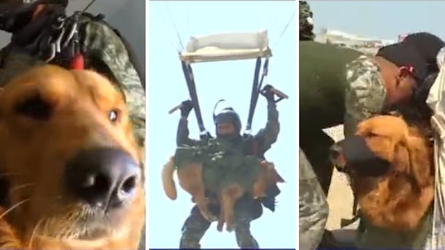 Conoce a "Amoroso", el primer perro paracaidista del país (VIDEO)