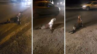 Vecinos encuentran a lobo marino en medio de una avenida en Ica | VÍDEO