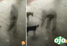 Cámaras de vigilancia captan sombra paranormal alimentando perros y conmueve TikTok