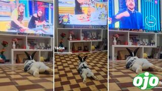 Conejito causa ternura al mirar atentamente ‘El Gran Chef Famosos’: “Qué bello televidente” | VIDEO