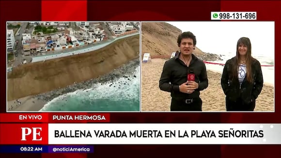 Punta Hermosa: Ballena varada muerta en Playa Señoritas