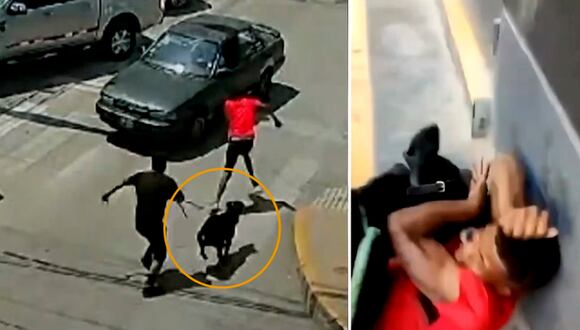 Perro de la brigada canina persiguió a ladrón