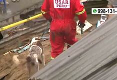 Perro guía ayudó a localizar el cuerpo de menor atrapado en derrumbe en Comas (VIDEO)