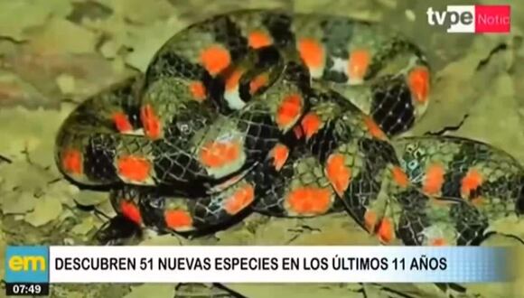 Descubren 51 nuevas especies en áreas protegidas en los últimos 11 años
