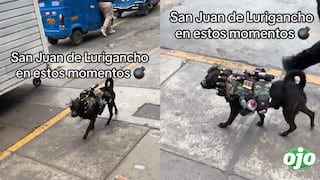 Perrito “rambo” se luce “armado” durante estado de emergencia en SJL: “Firulais del Tren de Aragua’