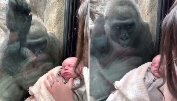 Una mamá gorila se emociona al ver a un bebé recién nacido