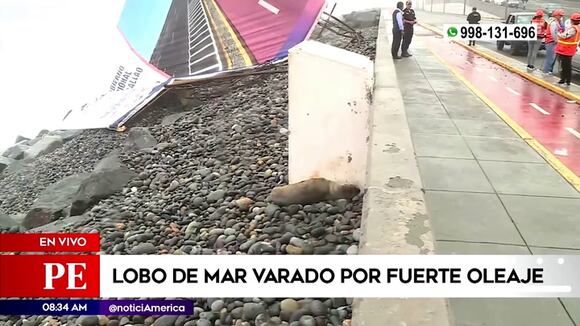 Lobo marino aparece herido en Costa Verde