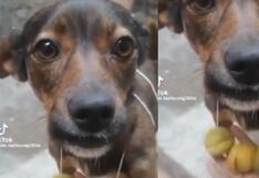 Perrito es víctima del robo de su collar de limones y su dueño expone caso en redes: “la delincuencia está dura”