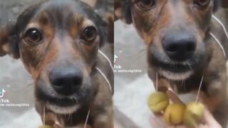 Perrito es víctima del robo de su collar de limones y su dueño expone caso en redes: “la delincuencia está dura”