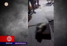 Más de 20 perros fueron envenenados durante dos semanas, en Chiclayo (VIDEO)