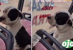 Perro sube a bus y le cobran pasaje: “No te hagas el dormido”