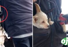 Viral: Cobrador conmueve las redes sociales al trabajar junto a sus dos perritos