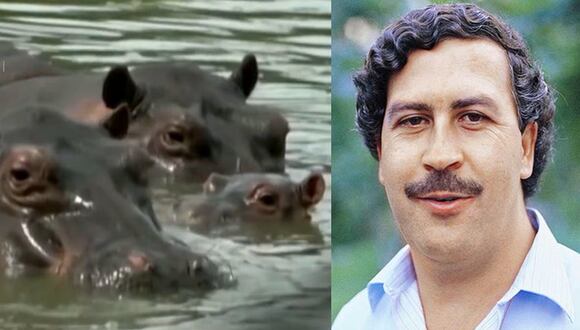 Hipopótamos de Pablo Escobar fueron declarados "personas jurídicas" por una corte de EE.UU