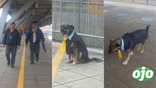 “Mi primera chamba”: Perrito vestido como ‘conductor’ del Metropolitano se hace viral en redes