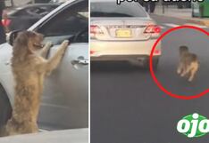 Viral: Perrito se niega a ser abandonado y persigue a sus dueños por toda la avenida