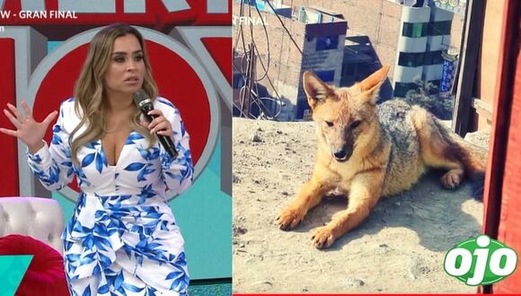 diario OJO | Ethel Pozo sobre el caso del zorro perro