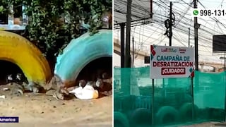 Plaga de ratas invaden calles y parques de San Juan de Lurigancho (VIDEO)