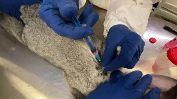 Rusia aprueba la primera vacuna contra la COVID-19 para animales