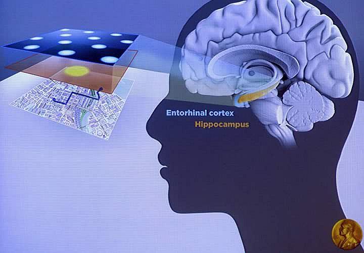 Descubren que cerebro humano cuenta con una especie de GPS interno