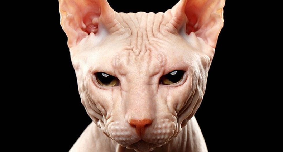Mascotas: Conoce al "Sphynx", el gato que no tiene pelos | Perú | Ojo