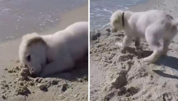 El mar arrasó con el hueco que el pequeño animal había hecho cerca de la orilla. (Foto: Rumble Viral | YouTube)
