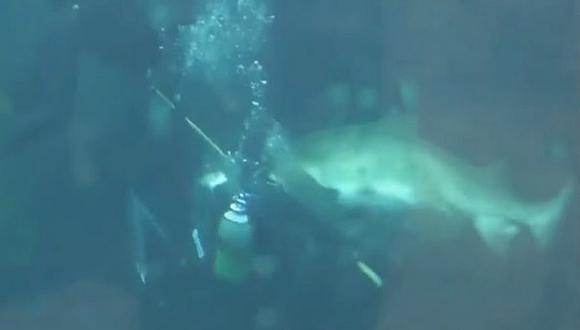 ​YouTube: Tiburón casi arranca brazo a buzo en acuario [VIDEO]