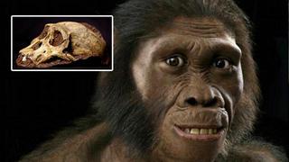 El "sediba" no podía morder con la fuerza de otros australopitecos