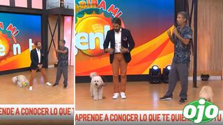 Perrita de Fernando Díaz no se aguantó y se hace popó EN VIVO: “Está marcando territorio” 