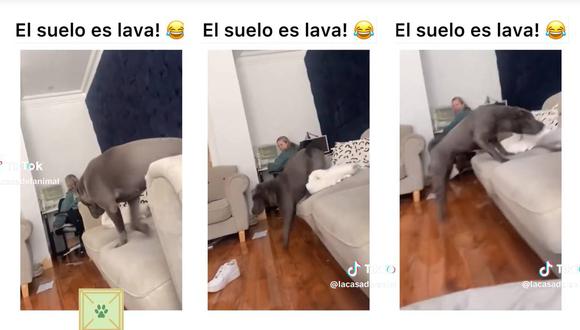 El perrito jugando a que el piso es lava en su casa. (Foto: composición EC)