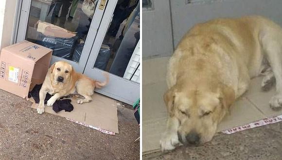 Perrito espera a dueño en puerta de hospital pese a que falleció hace una semana
