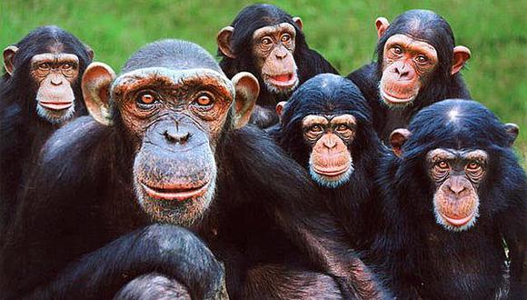Primates estaban en Centroamérica hace 21 millones de años, según estudio 