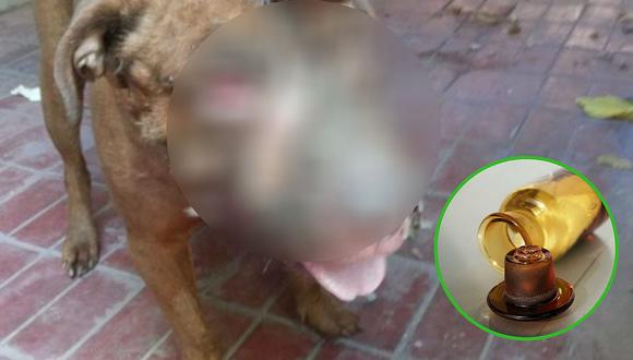 Vecinos denuncian a hombre que dejó ciego a perrito al tirarle ácido (FOTO)