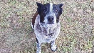 ​Perro sordo y casi ciego salva a niña y recibe honores policiales