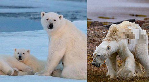 La dramática imagen de un oso polar muriendo de hambre en un Ártico sin nieve (VIDEO)