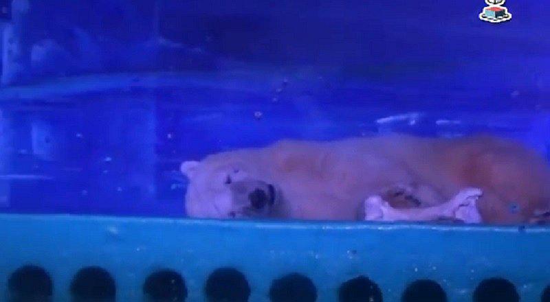 China: Este es el oso más triste del mundo y crean campaña a su favor [VIDEO]