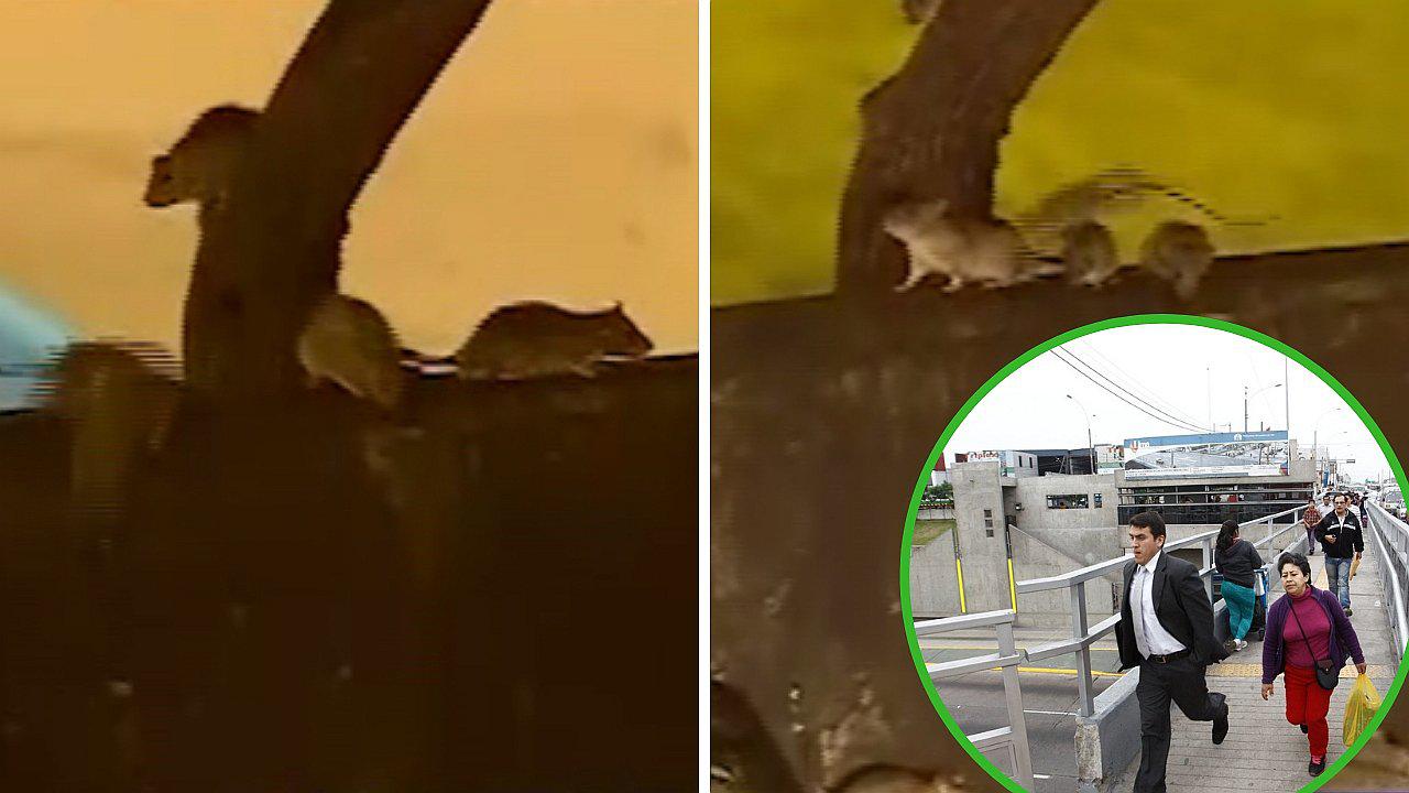 Ratas causan terror en puente de la estación Canadá del Metropolitano (VIDEO)