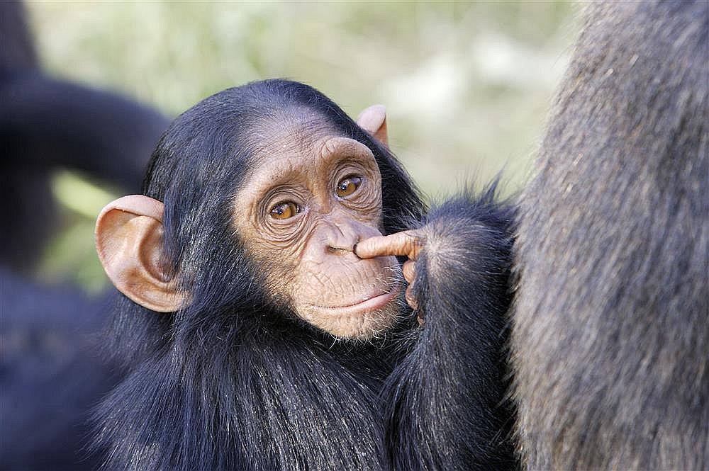 Emotivo reencuentro de un chimpancé con una pareja que le salvó la vida