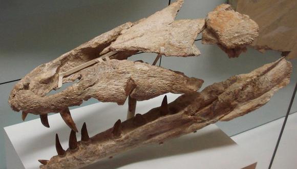 Descubren diente fosilizado de un cocodrilo prehistórico 