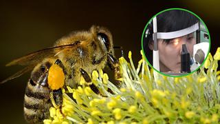 Fue al médico por una hinchazón en el ojo y descubre que 4 abejas vivían en su párpado