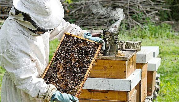 ​Universidad desarrolla proyecto para reproducir abejas sin aguijón