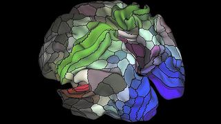 Un nuevo mapa del cerebro identifica 100 regiones desconocidas del córtex 