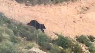 Un oso persigue corriendo a un ciclista profesional por una montaña