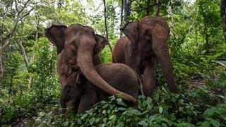 Manada de elefantes derriba muro para meterse a zoológico en busca de comida y al huir de asesinos