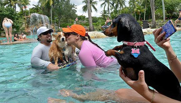 Perros son por un día los amos en una famosa piscina de Miami 