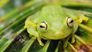 Argentina: presentan a ranas fluorescentes, únicas en el mundo 