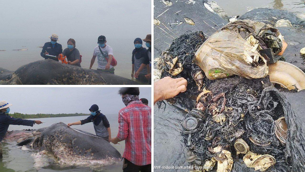 Encuentran ballena muerte con 6 kilos de plástico en su estómago (FOTOS)