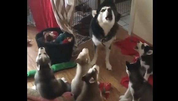 Facebook: cachorros escuchan aullar a su madre y la imitan de la manera más tierna (VIDEO)