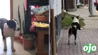 Ladrón de cuatro patas se vuelve viral por su peculiar celebración